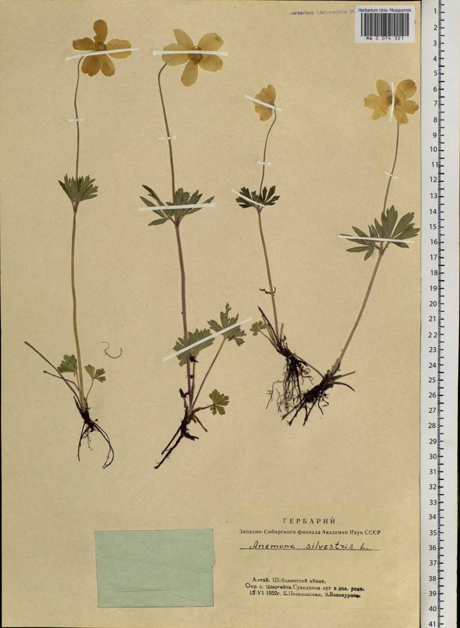 Ветреница Лесная диаграмма цветка