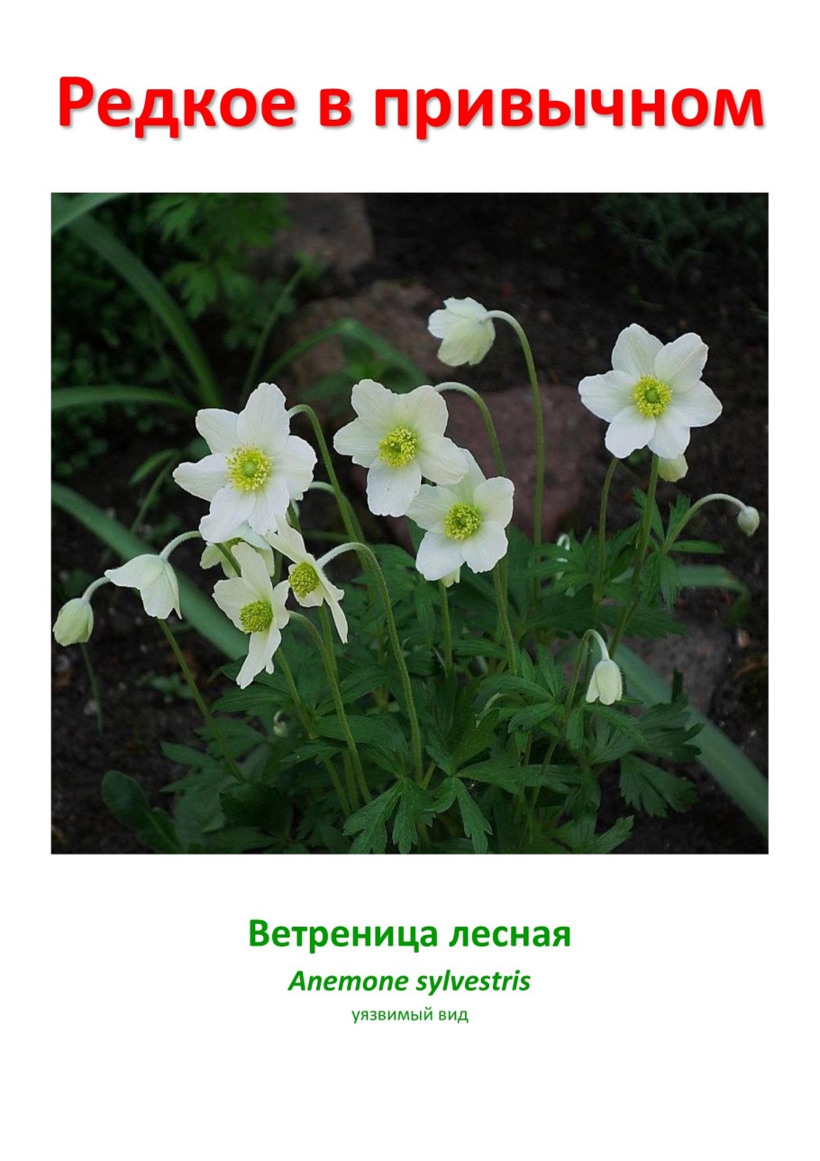 Ветреница Лесная гербарий