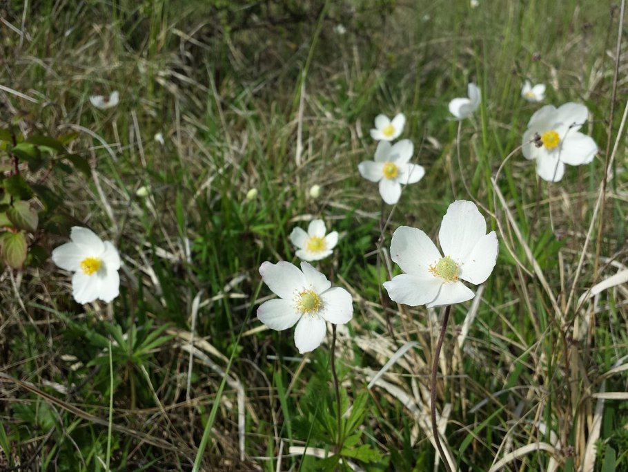 Атлас определитель ветреница Дубравная