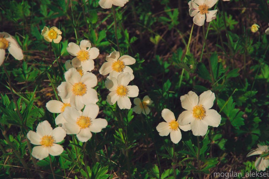 Анемона ветреница Полевая