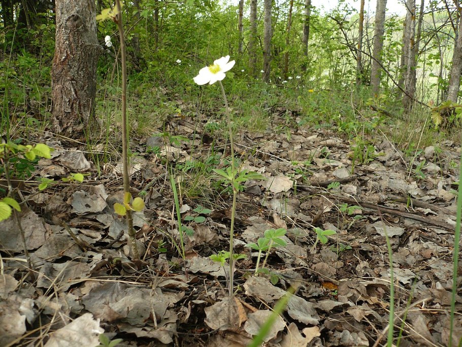 Букет ветреницы Дубравной