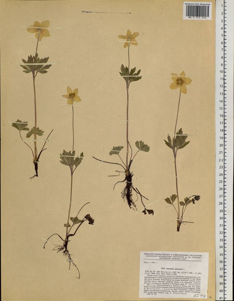 Ветреница Лесная красная книга Тамбовской области