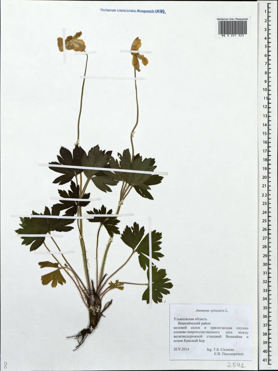 Ветреница Ботаническая
