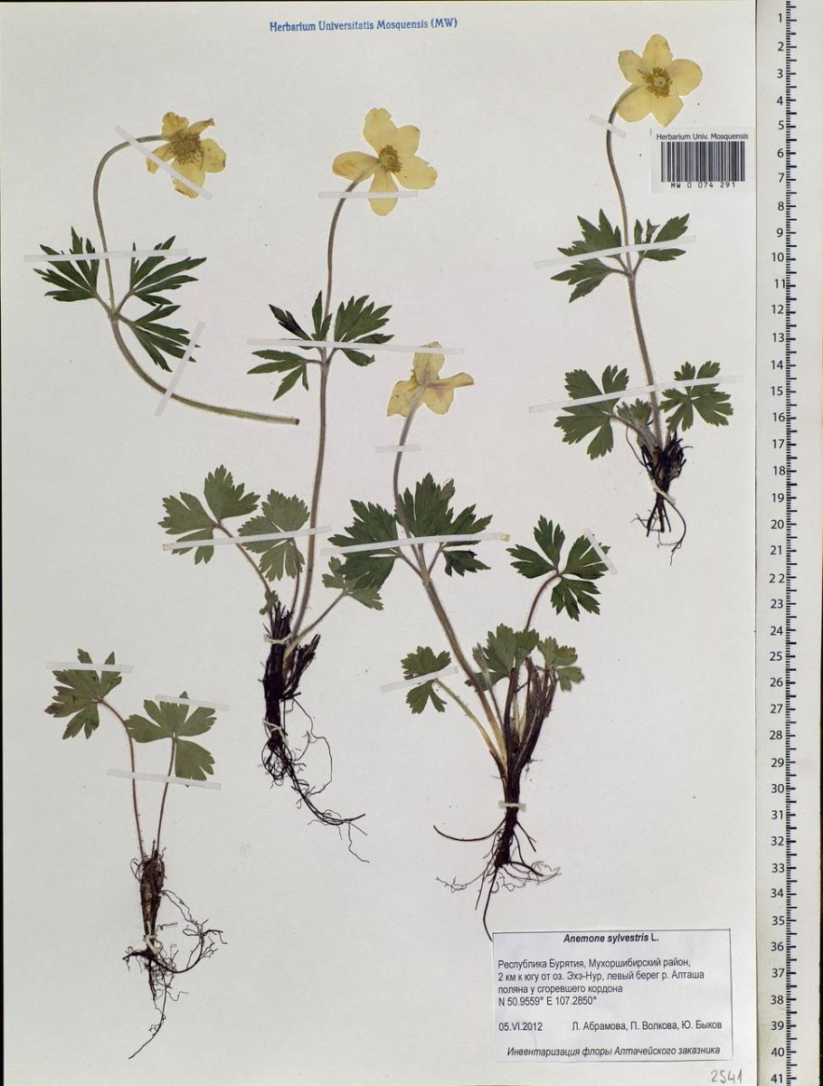 Приспособления светолюбивых растений