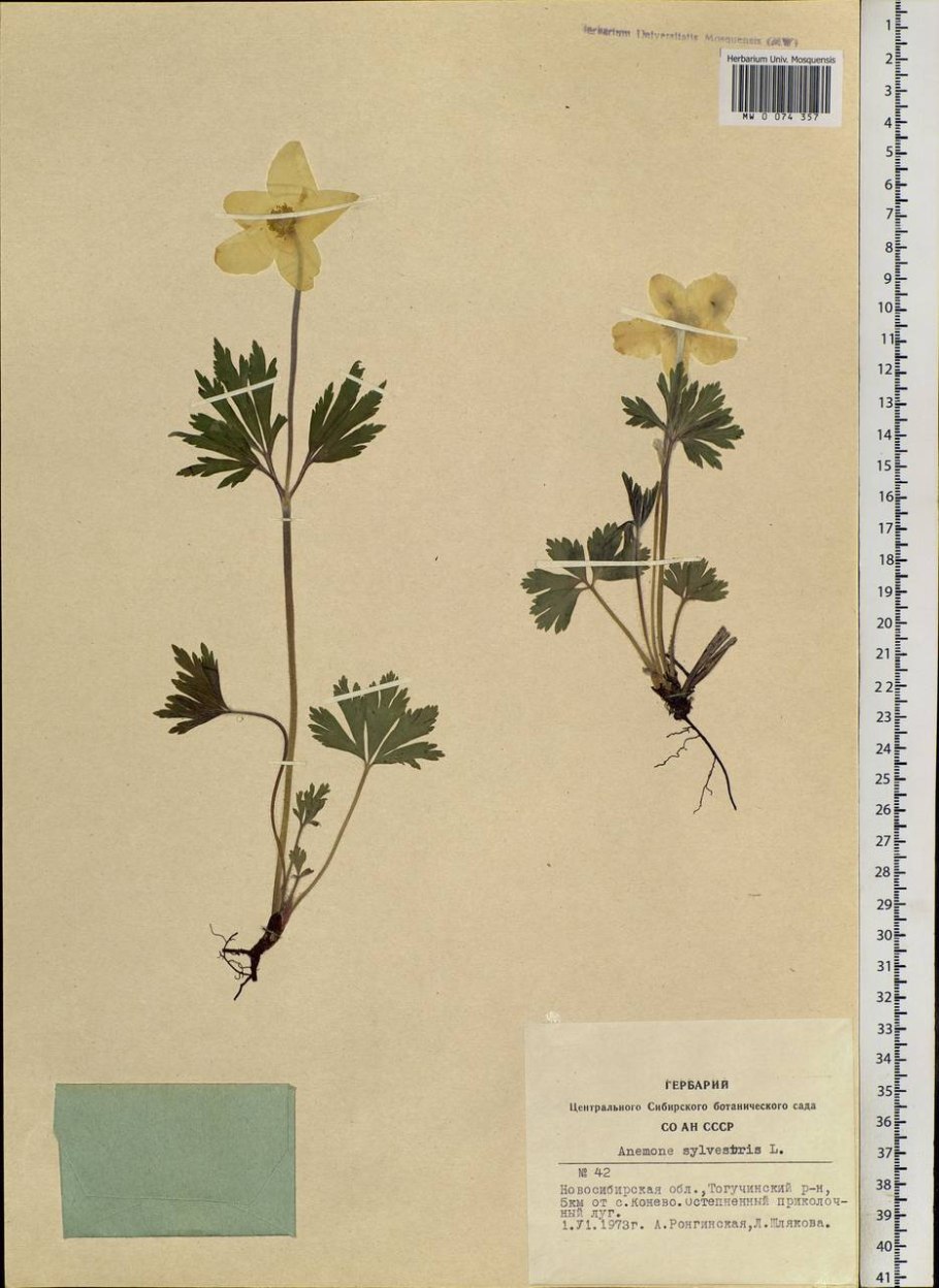 Ветреница ковер