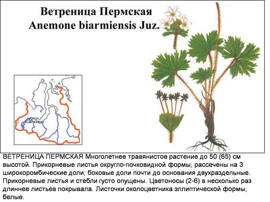 Ветреница Дубравная – Anemone nemorosa гербарий