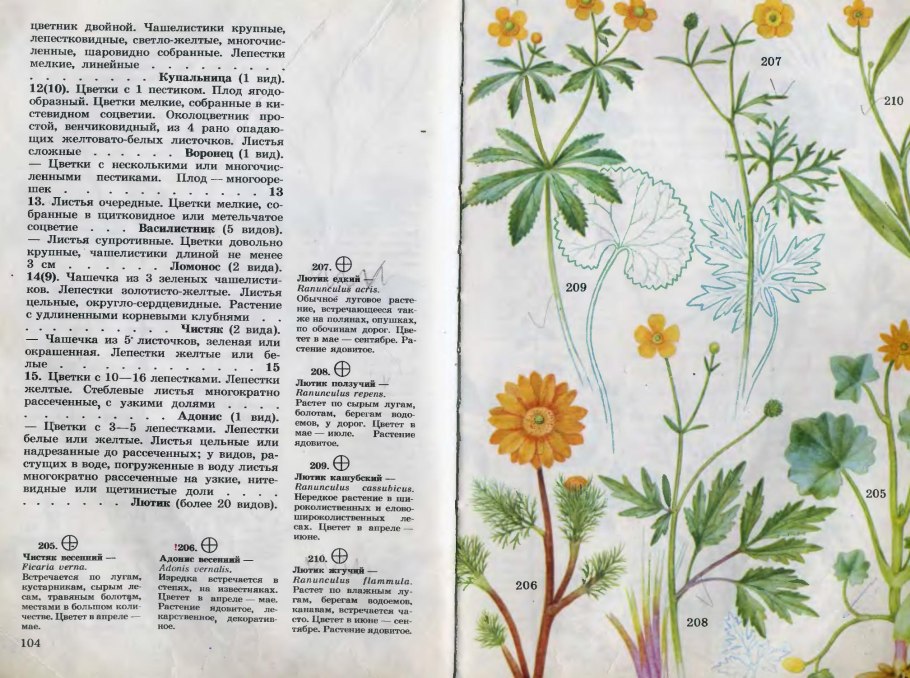 Ветреница Дубравная анемона