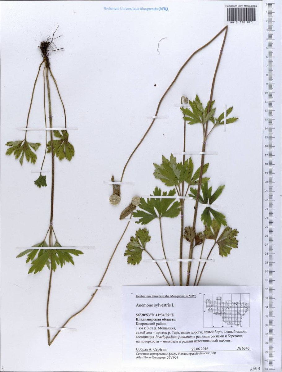 Схема развития плауновидных