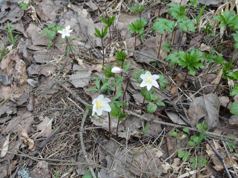 Профильная диаграмма леса