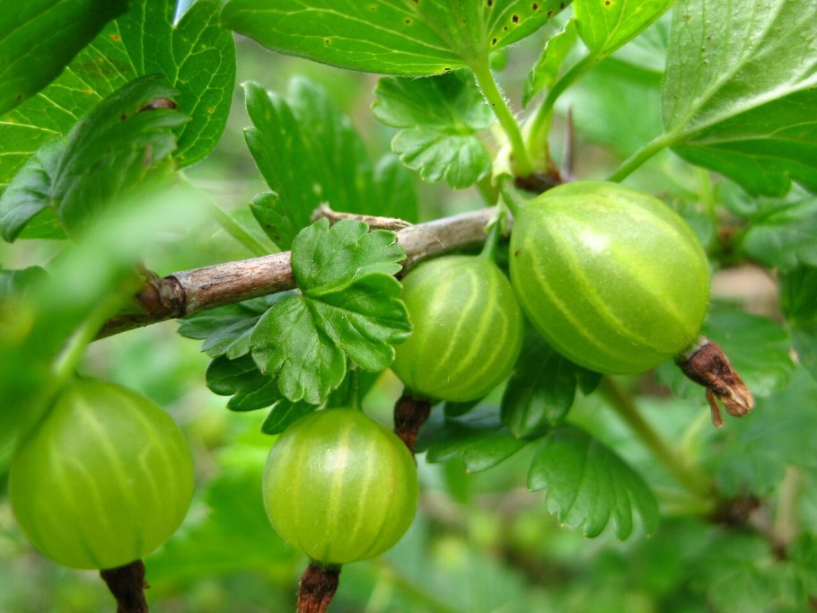 Крыжовник (ribes grossularia &#96;Командор&#96;)