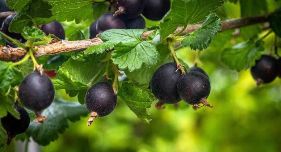 Крыжовник Северный Капитан