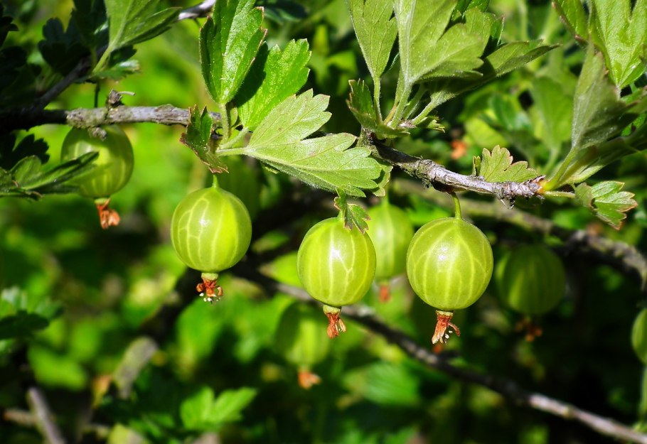 Красная смородина и крыжовник
