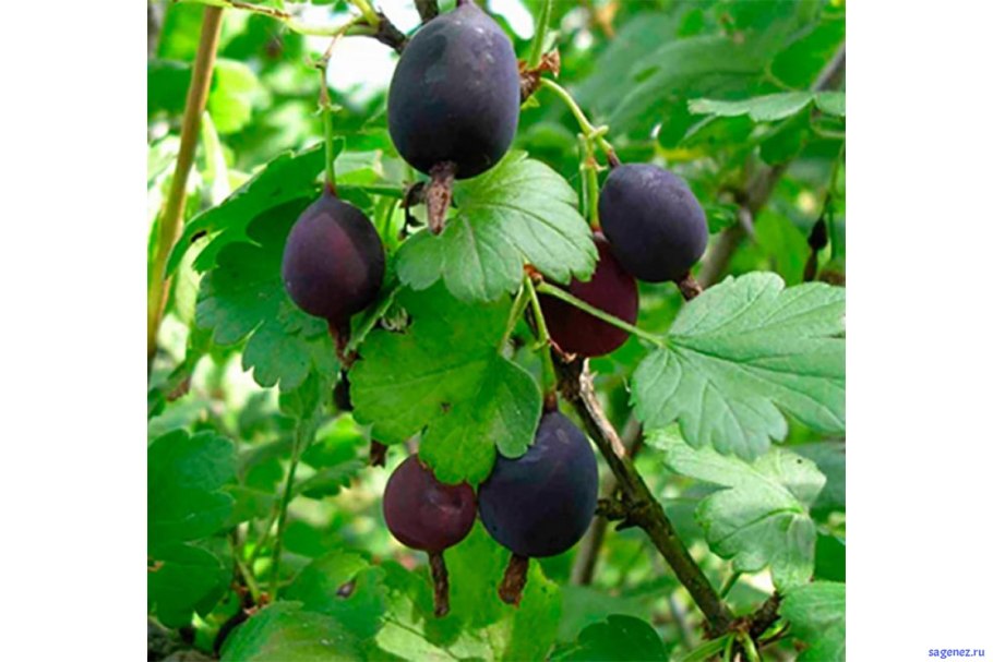 Крыжовник Уральский изумруд