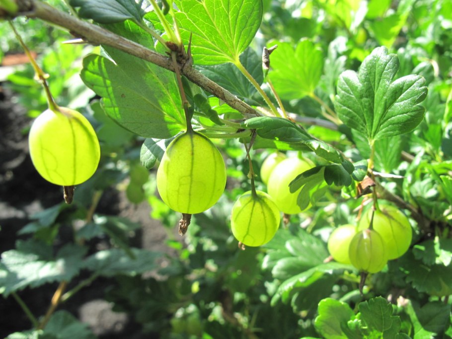 Крыжовник смородина черника