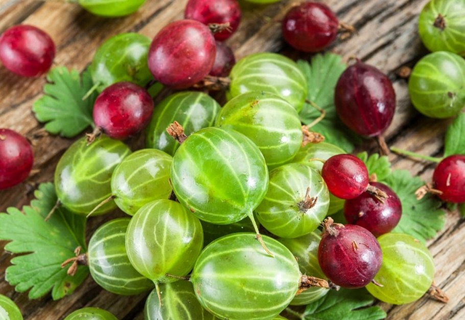 Крыжовник Донецкий крупноплодный