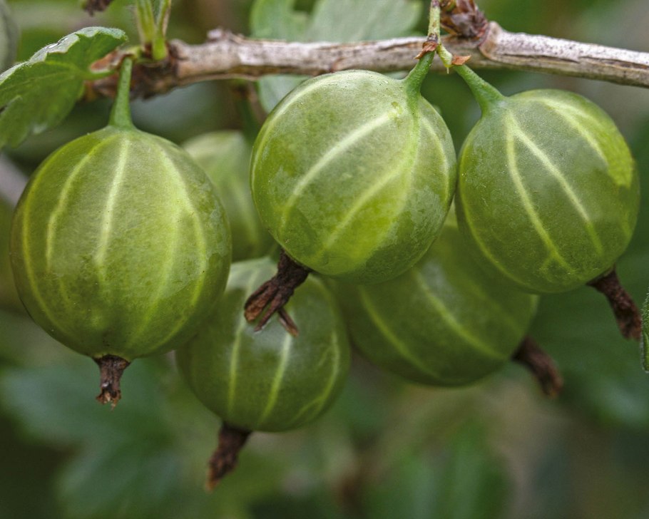 Крыжовник Уральский изумруд