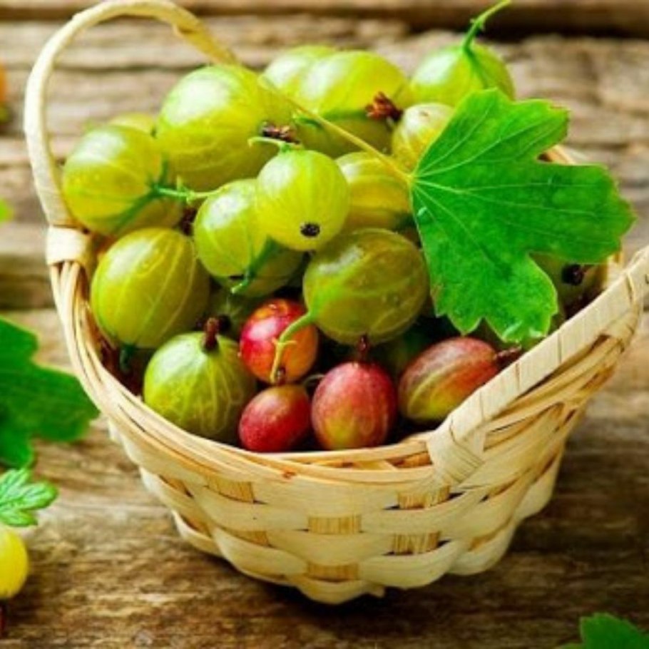 Антильский крыжовник