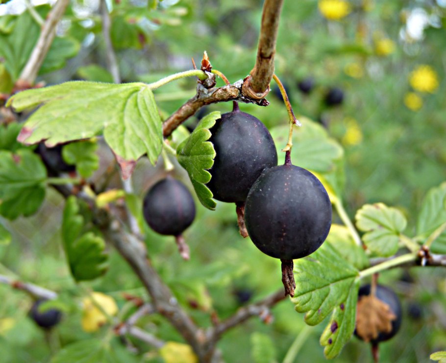 Вредители крыжовника