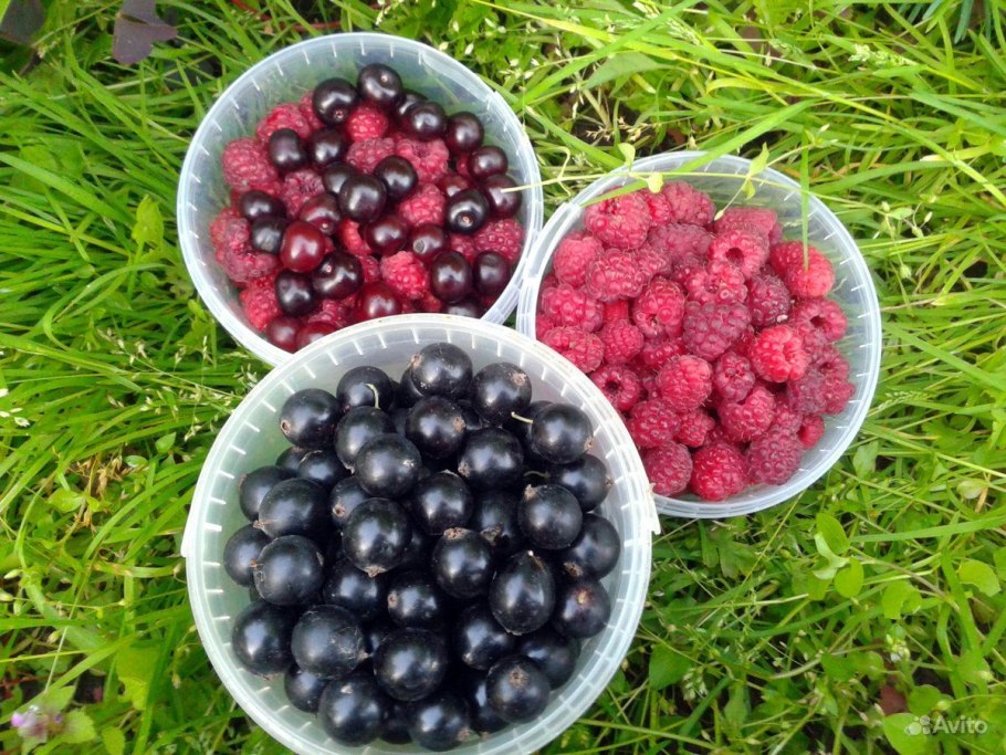 Виноград Граф Монте Кристо