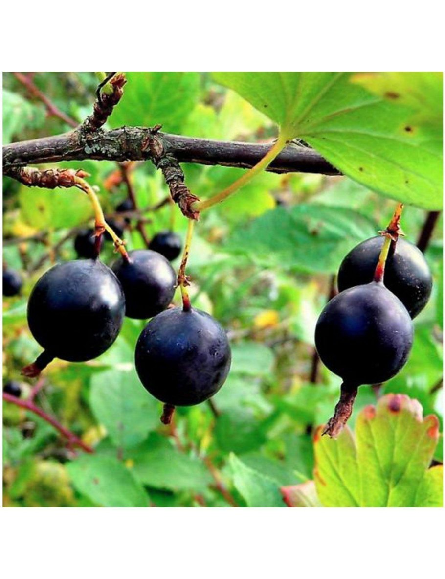 Крыжовник изумруд