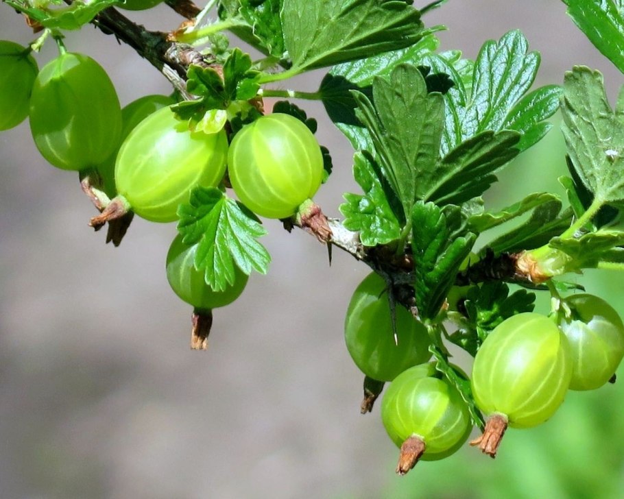 Крыжовник ягода