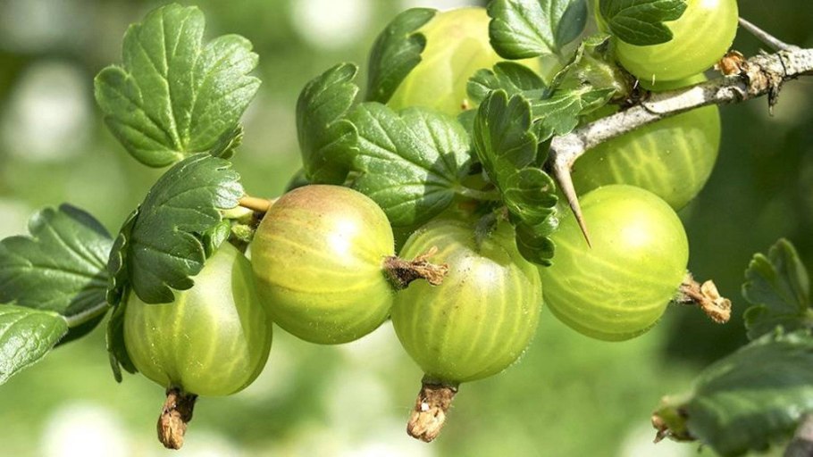 Крыжовник зеленый Уральский виноград