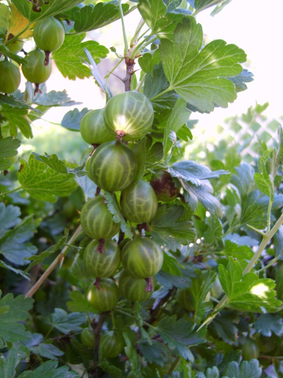 Крыжовник Уральский изумруд