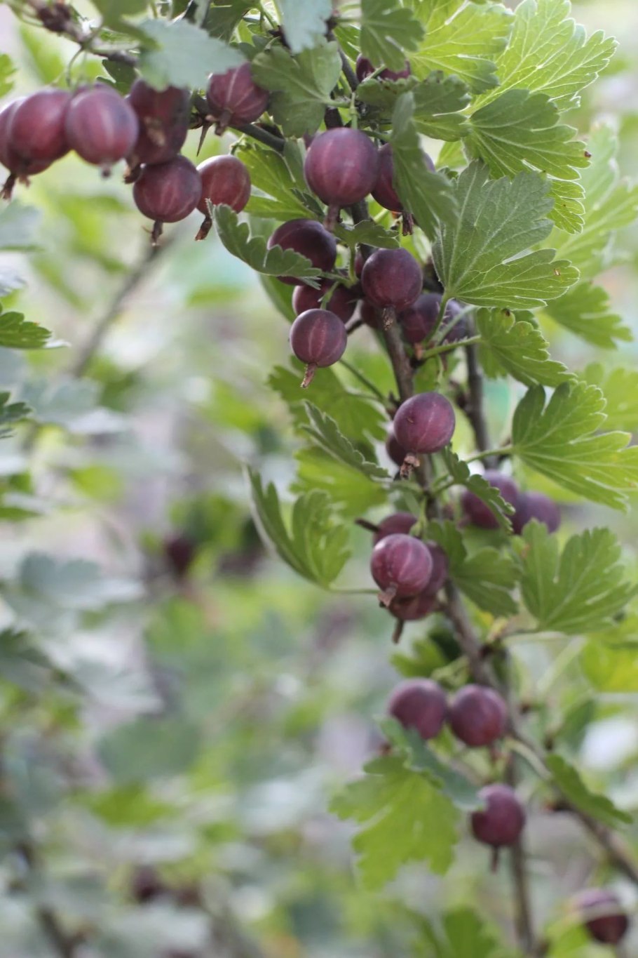 Негус крыжовник куст