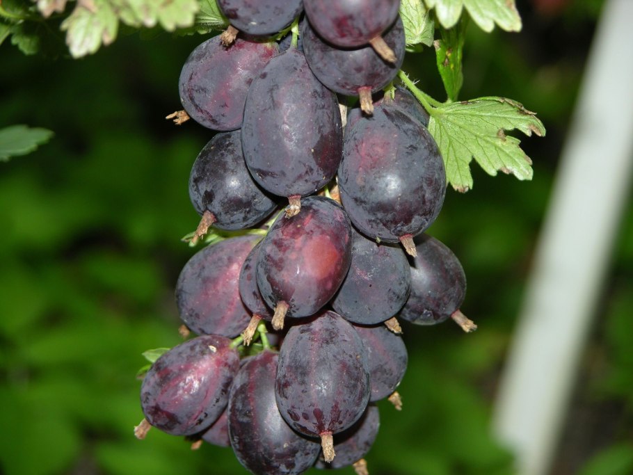 Сорт крыжовника Черномор