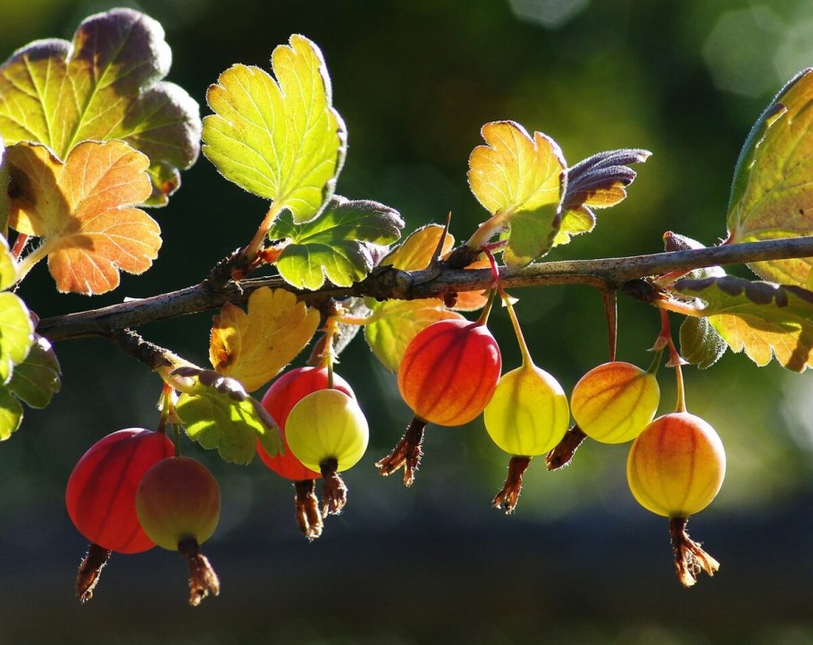 Крыжовник Эридан