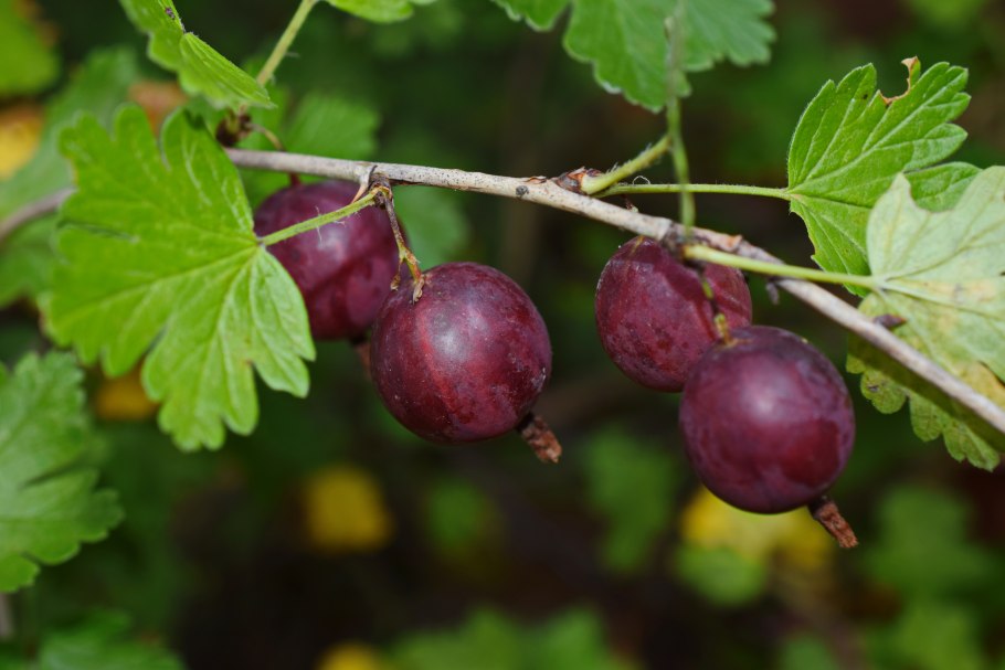 На ветках какого года плодоносит крыжовник
