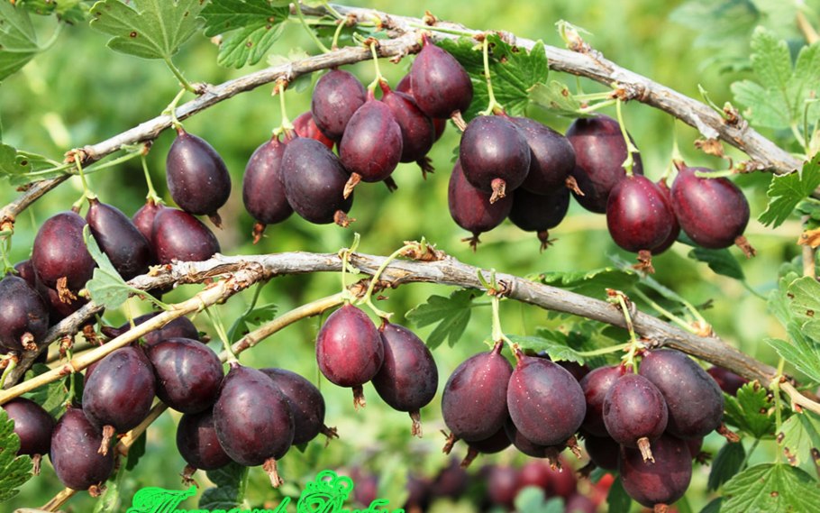 Крыжовник бесшипный медовый