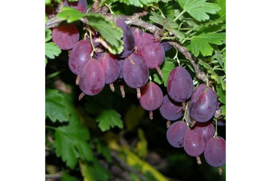 Крыжовник бесшипный Грушенька