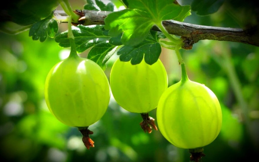 Смородина йошта