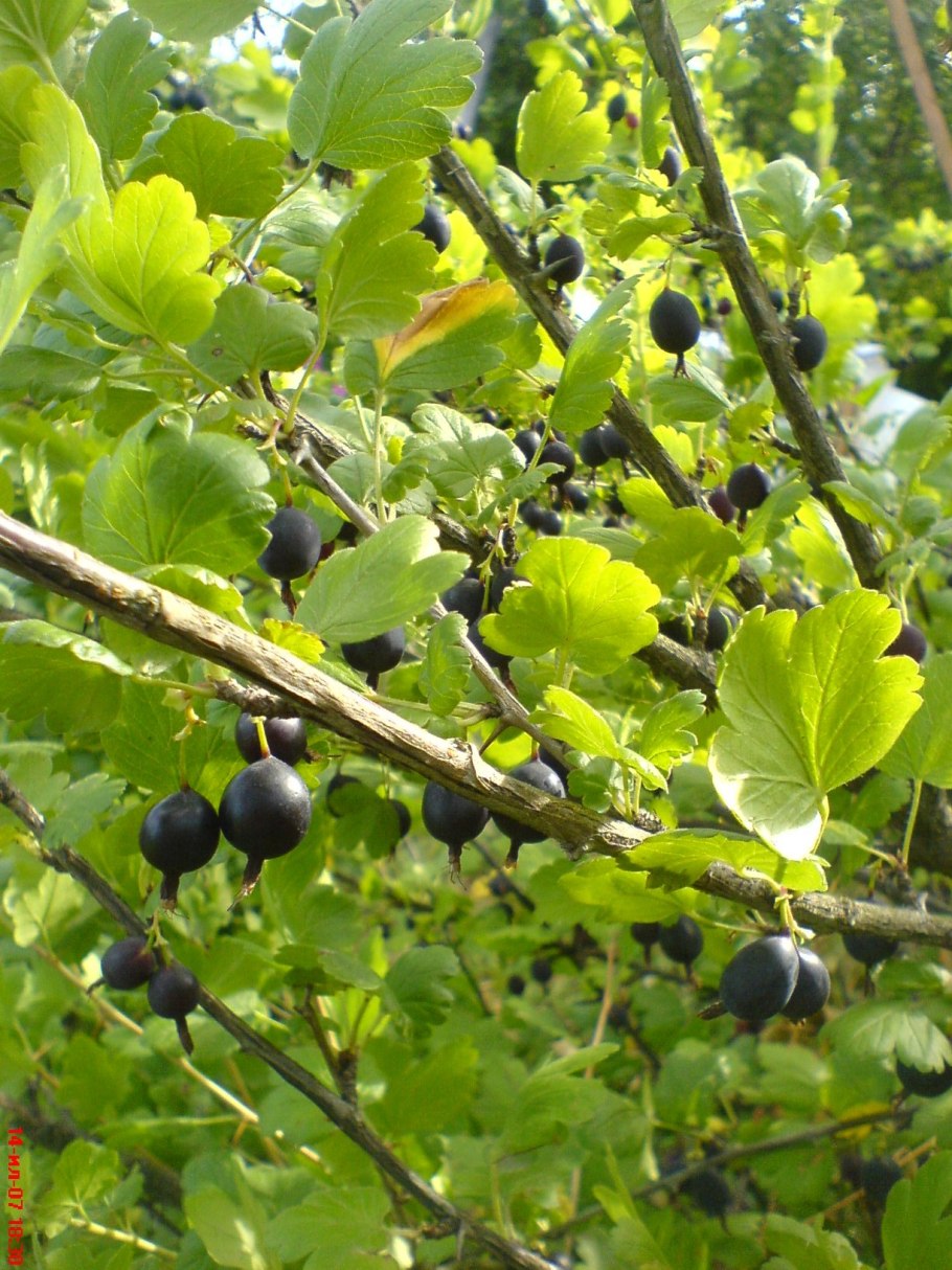 Гибрид смородины и крыжовника