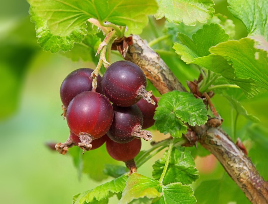 Йошта гибрид крыжовника