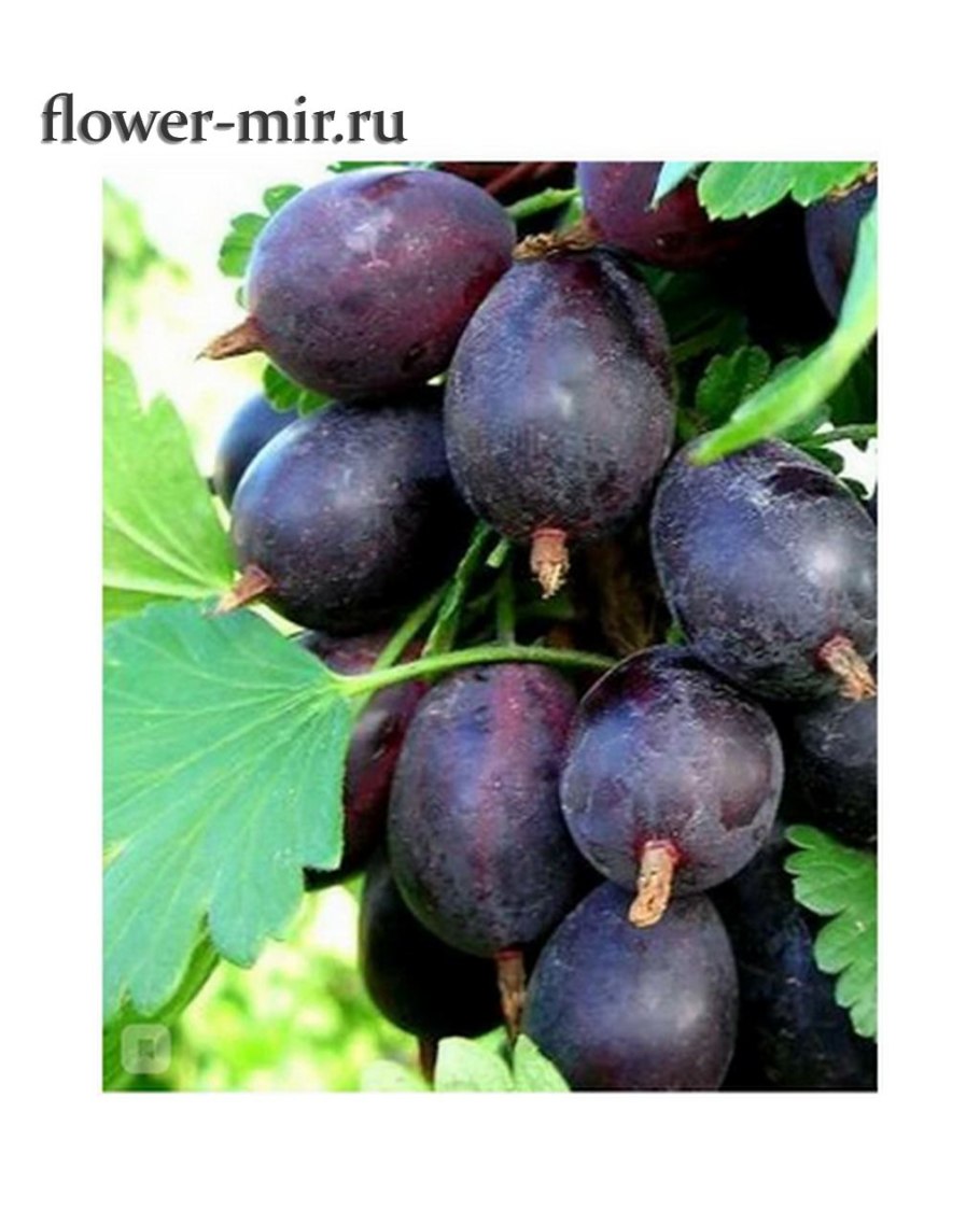 Крыжовник Авангард