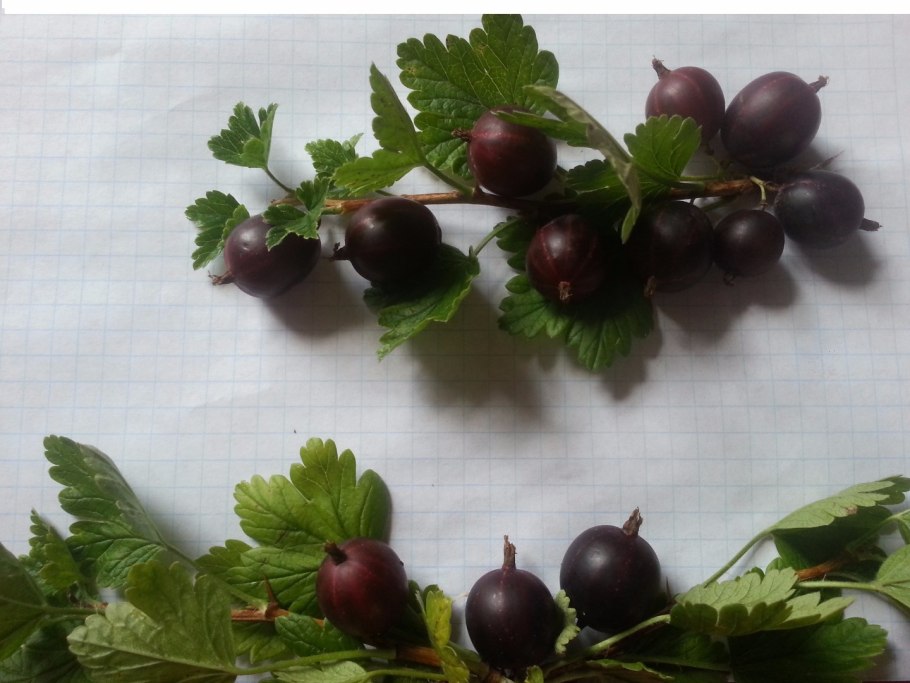 Крыжовниковая смородина