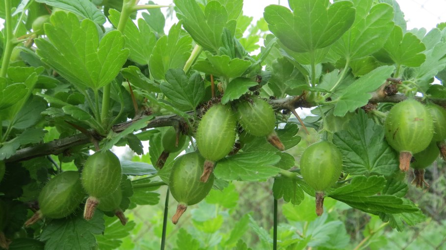 Крыжовник сорт Уральский изумруд