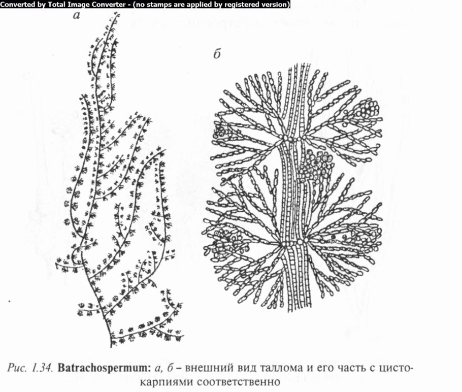 Талломы красных водорослей