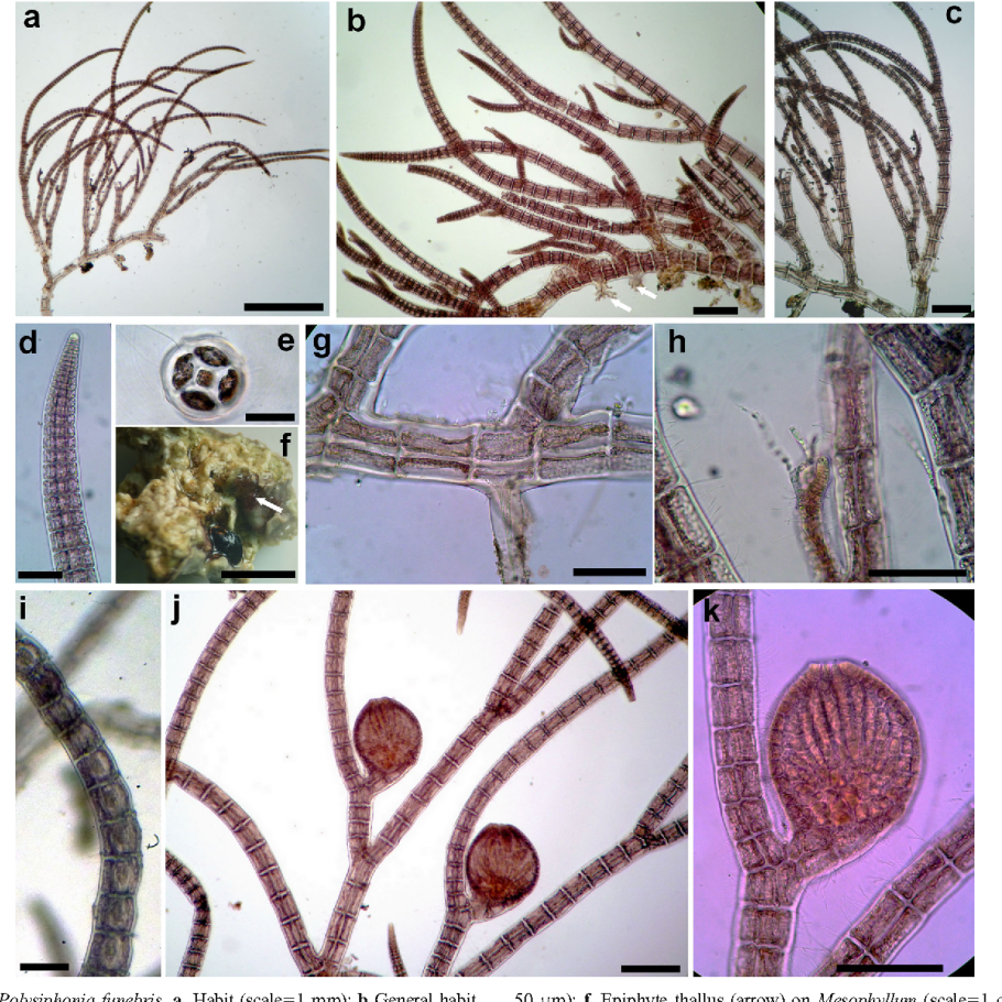 Бурые водоросли фукус строение