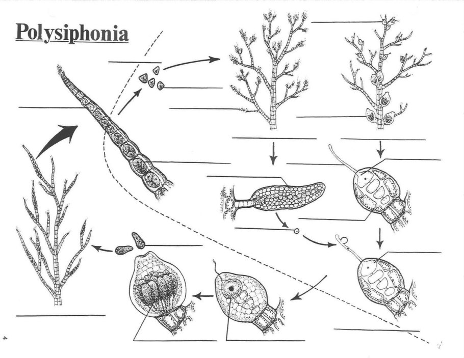 Красные водоросли под микроскопом