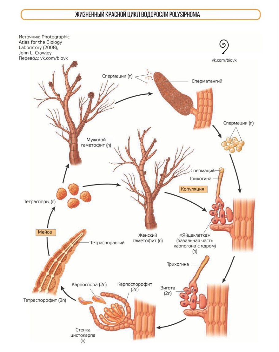 Ламинариевые бурые водоросли