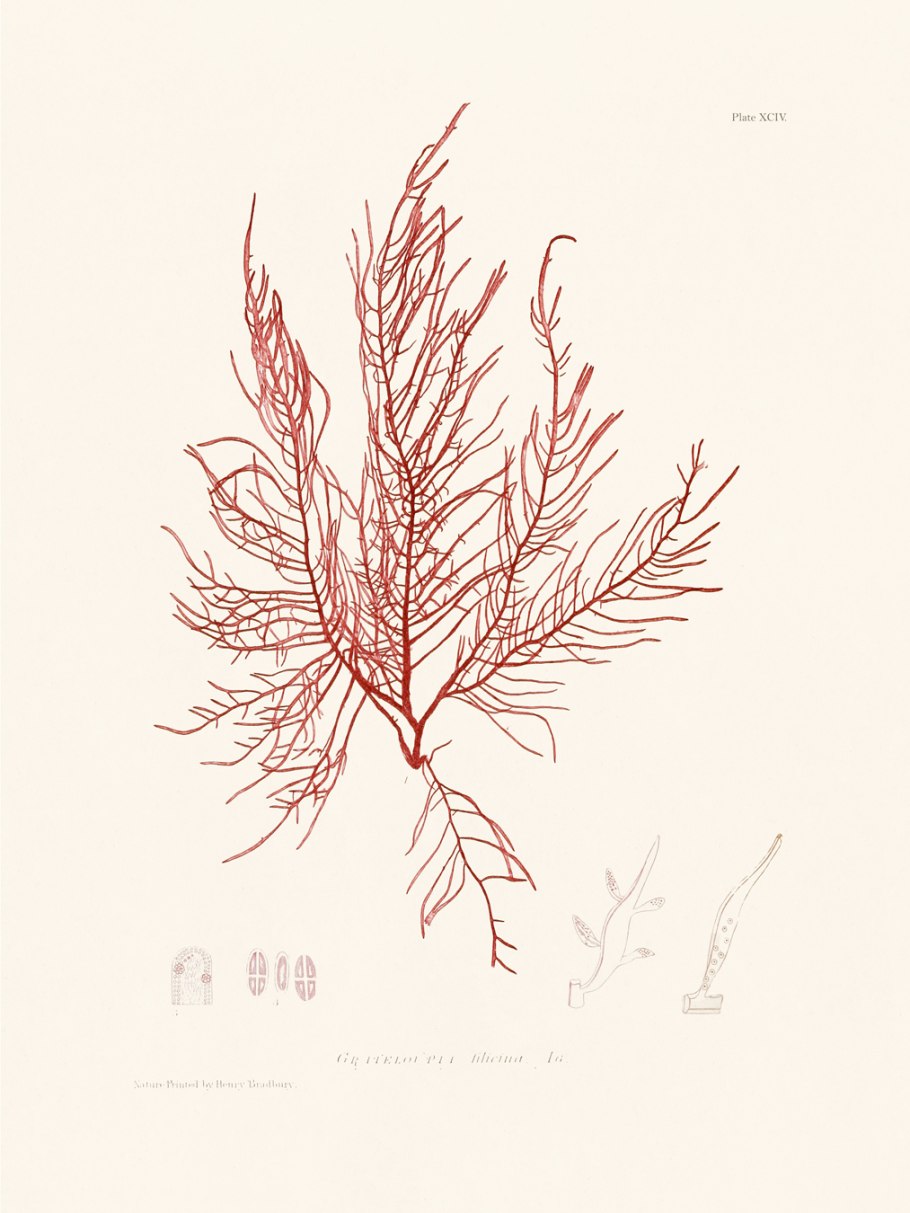 Строение спорофита ламинарии