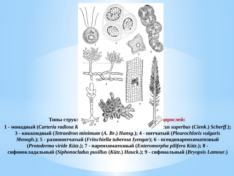 Строение нителлы