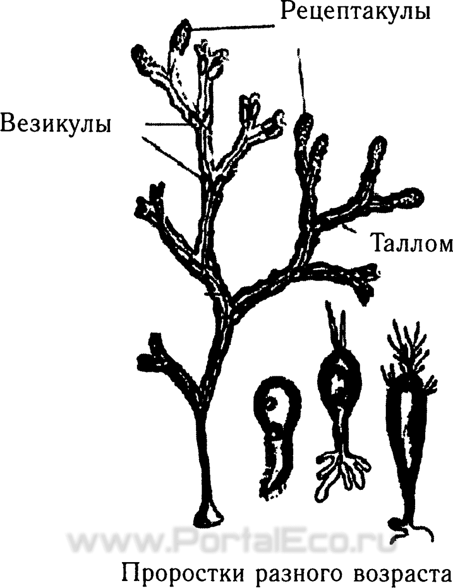 Красные водоросли делессерия