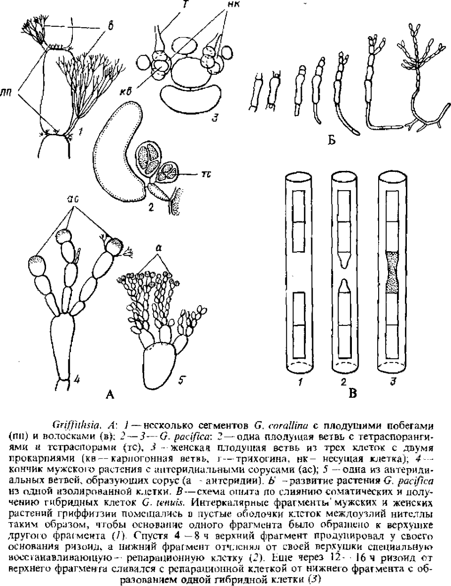 Улотрикс спирогира Ульва