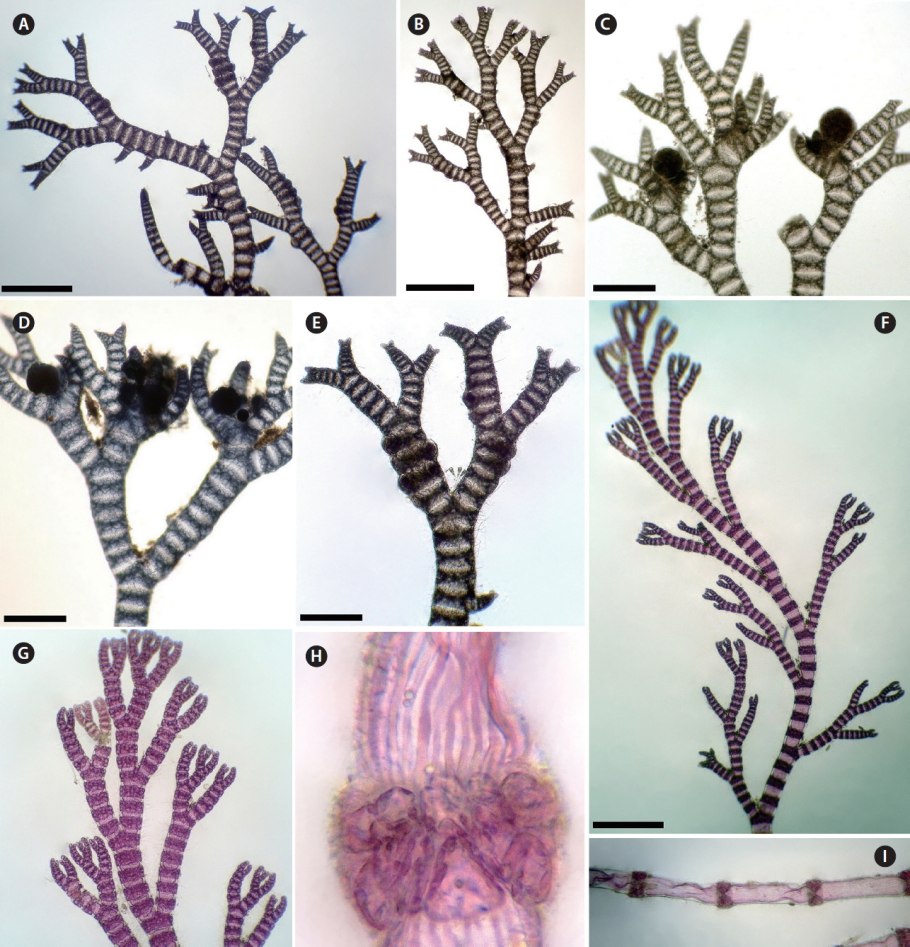 Полисифония водоросль