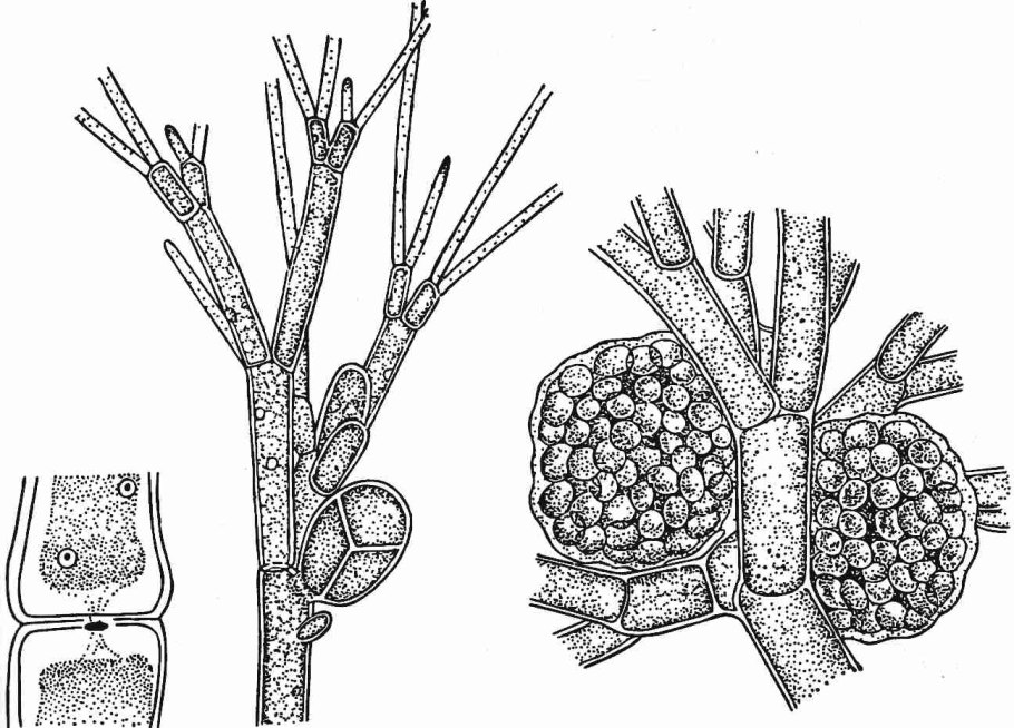 Гаметангии фукус