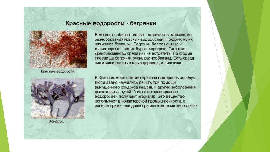 Презентация красные водоросли багрянки